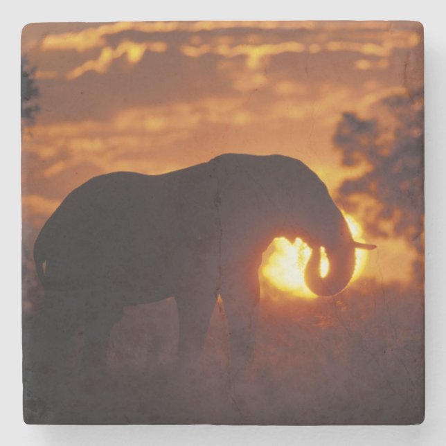 Botsuana, Chobe National Park, Bull Elephant Steinuntersetzer (Vorderseite)