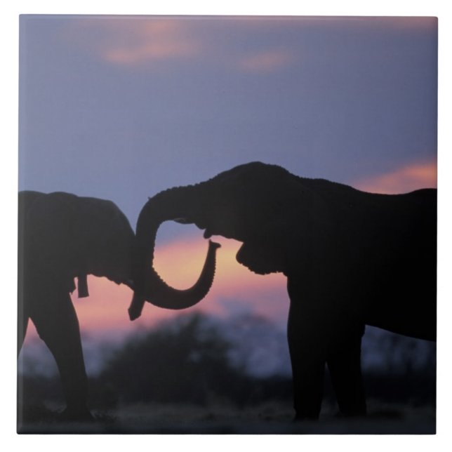 Botsuana, Chobe National Park, Elefanten Fliese (Vorderseite)