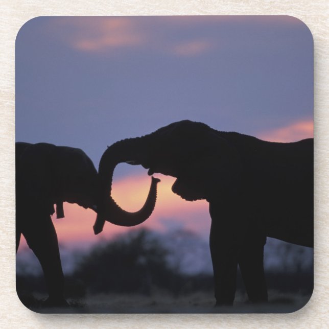 Botsuana, Chobe National Park, Elefanten Getränkeuntersetzer (Vorderseite)