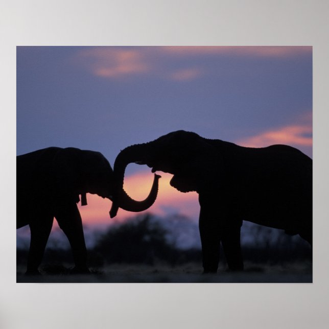 Botsuana, Chobe National Park, Elefanten Poster (Vorne)