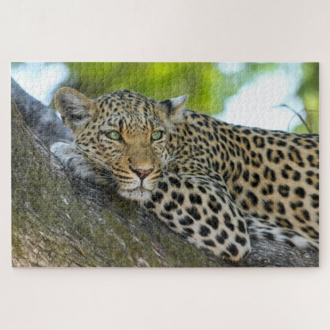 Botsuana-Leopard (Horizontal)