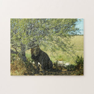 Botswana Central Kalahari Lion Savannah Africa