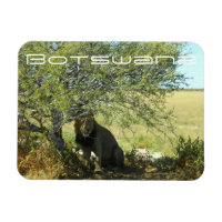 Botswana Central Kalahari Lion Savannah Travel