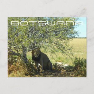 Botswana Central Kalahari Lion Savannah Travel Postkarte