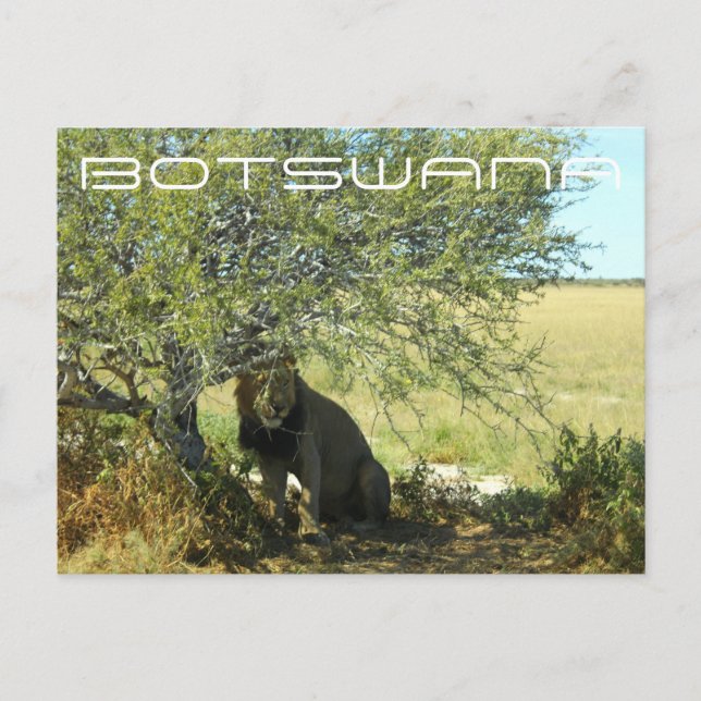 Botswana Central Kalahari Lion Savannah Travel Postkarte (Vorderseite)