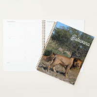 Botswana Central Kalahari Lions Savannah