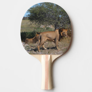 Botswana Central Kalahari Lions Savannah Tischtennis Schläger