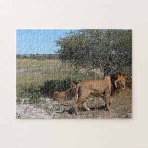 Botswana Central Kalahari Lions Savannah Travel