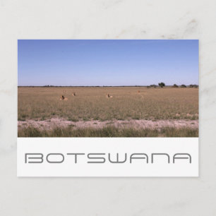 Botswana Central Kalahari Lions Savannah Travel Postkarte