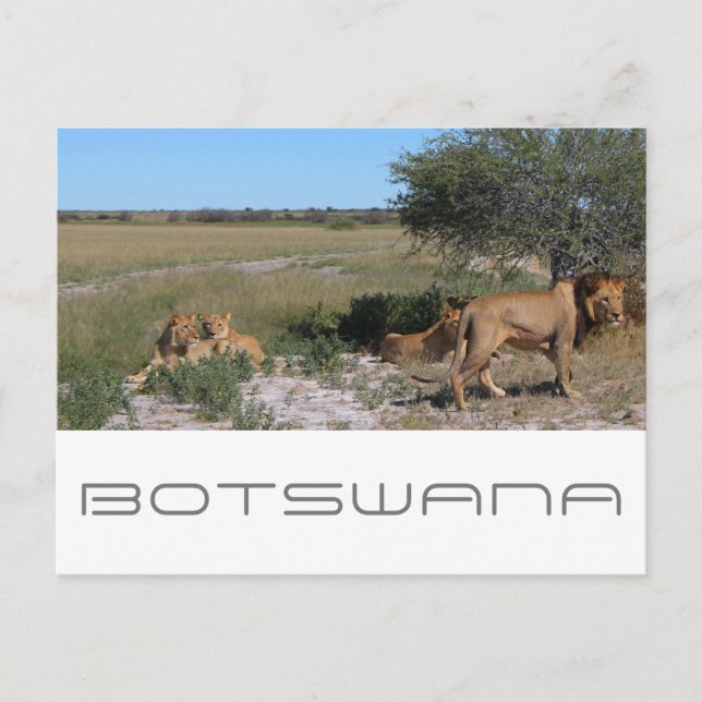 Botswana Central Kalahari Lions Savannah Travel Postkarte (Vorderseite)