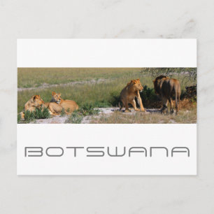 Botswana Central Kalahari Lions Savannah Travel Postkarte