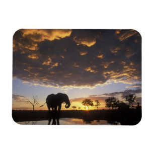 Botswana, Chobe National Park, Elephant Magnet