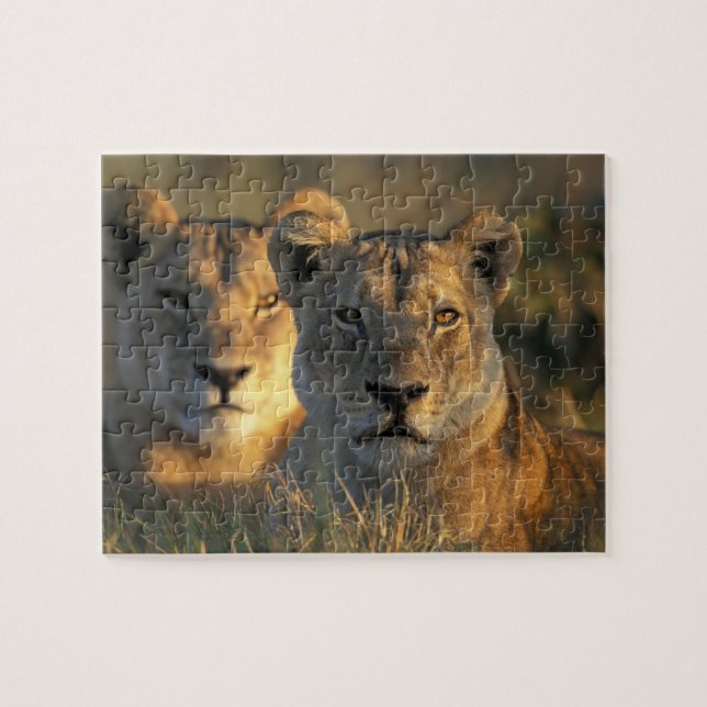 Botswana, Chobe National Park, Lionesses (Horizontal)