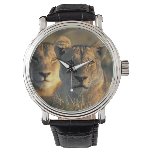 Botswana, Chobe National Park, Lionesses Armbanduhr (Vorderseite)