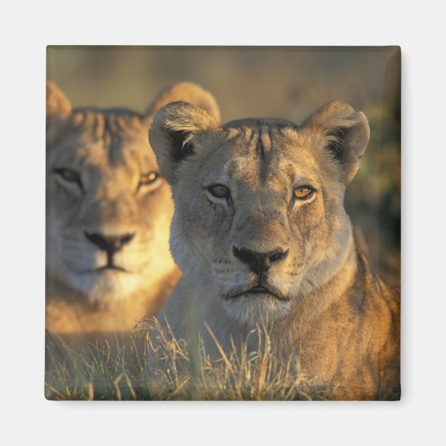 Botswana, Chobe National Park, Lionesses Magnet (Vorne)