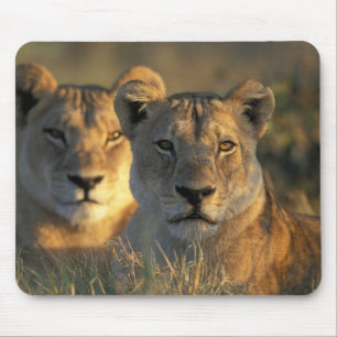 Botswana, Chobe National Park, Lionesses Mousepad