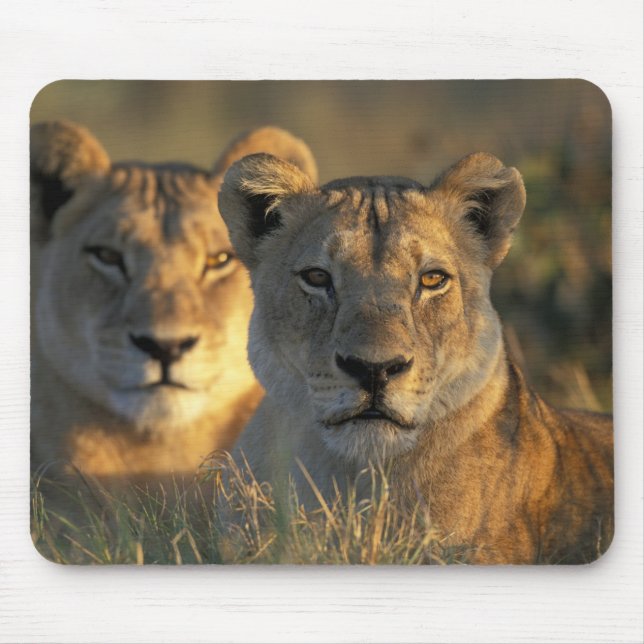 Botswana, Chobe National Park, Lionesses Mousepad (Vorne)