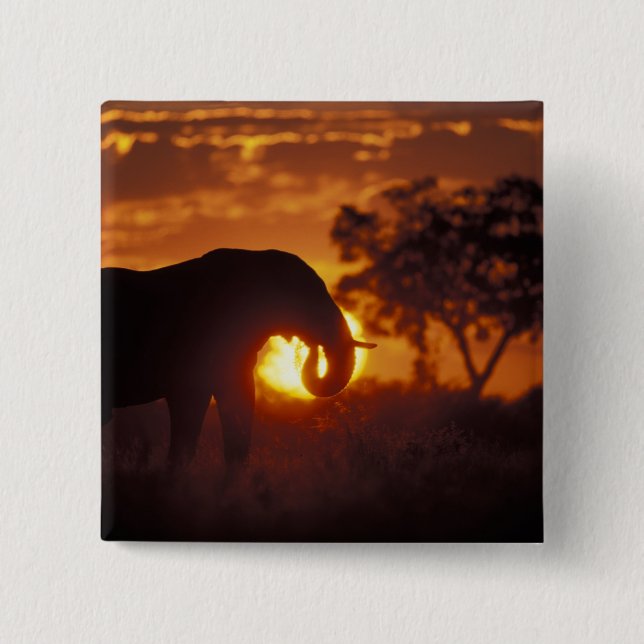 Botswana, Chobe-Nationalpark, Bullelefant Button (Vorderseite)