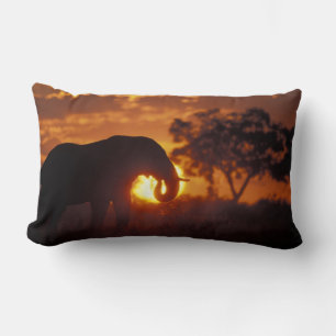 Botswana, Chobe-Nationalpark, Bullelefant Lendenkissen