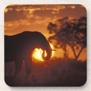 Botswana, Chobe-Nationalpark, Bullelefant Untersetzer