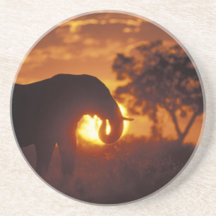 Botswana, Chobe-Nationalpark, Bullen-Elefant Getränkeuntersetzer