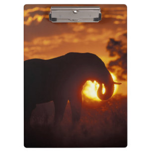 Botswana, Chobe-Nationalpark, Bullen-Elefant Klemmbrett