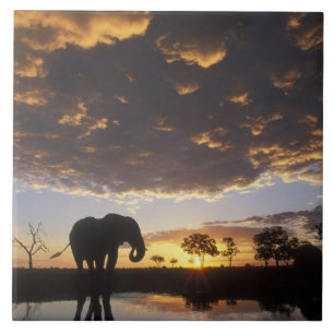 Botswana, Chobe-Nationalpark, Elefant Fliese