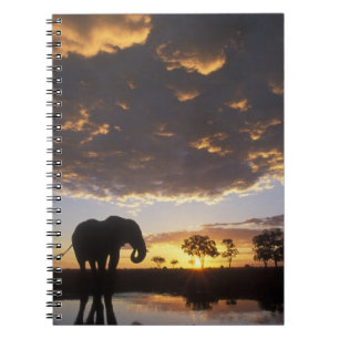 Botswana, Chobe-Nationalpark, Elefant Notizblock