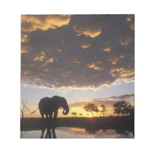 Botswana, Chobe-Nationalpark, Elefant Notizblock
