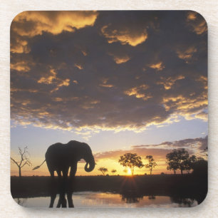 Botswana, Chobe-Nationalpark, Elefant Untersetzer