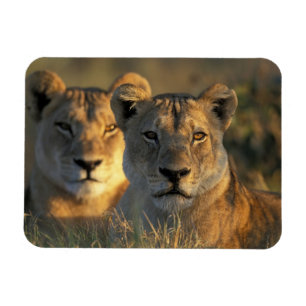 Botswana, Chobe-Nationalpark, Löwinnen Magnet