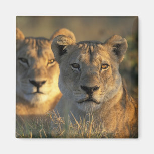 Botswana, Chobe-Nationalpark, Löwinnen Magnet