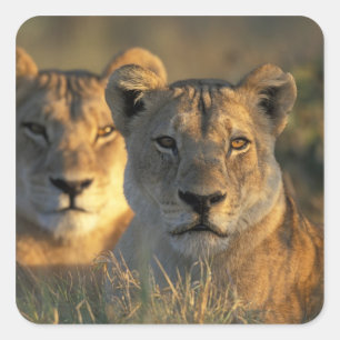 Botswana, Chobe-Nationalpark, Löwinnen Quadratischer Aufkleber