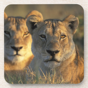 Botswana, Chobe-Nationalpark, Löwinnen Untersetzer
