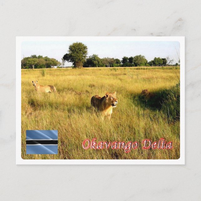 Botswana - Okavango Delta - Postkarte (Vorderseite)