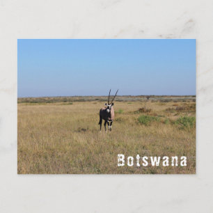 Botswana Oryx Wild Animals Savannah Landschaft Postkarte