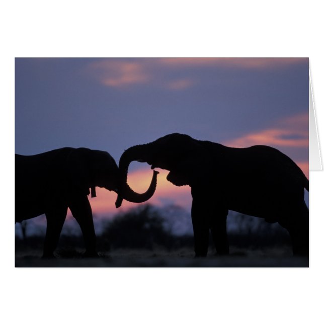 Botswana, Parc national de Chobe, Eléphants (Devant horizontal)