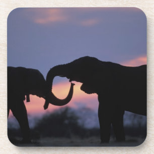 Botswana, Tschobe-Nationalpark, Elefanten Getränkeuntersetzer