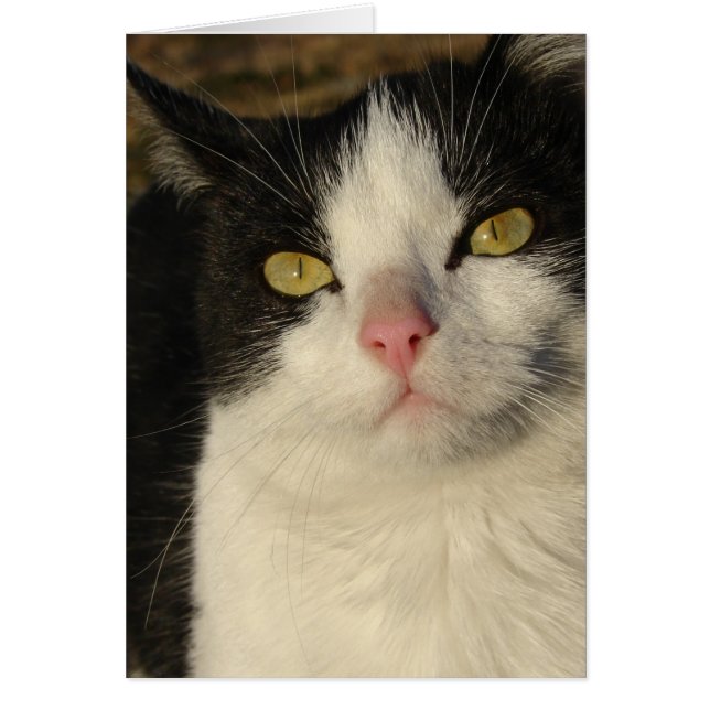 Bottes du chaton (Devant)