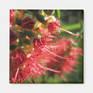 Bottlebrush Tendrils Magnet