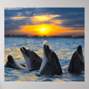 Bottlenose Delfine, Sonnenuntergang Ozeanszene. Poster