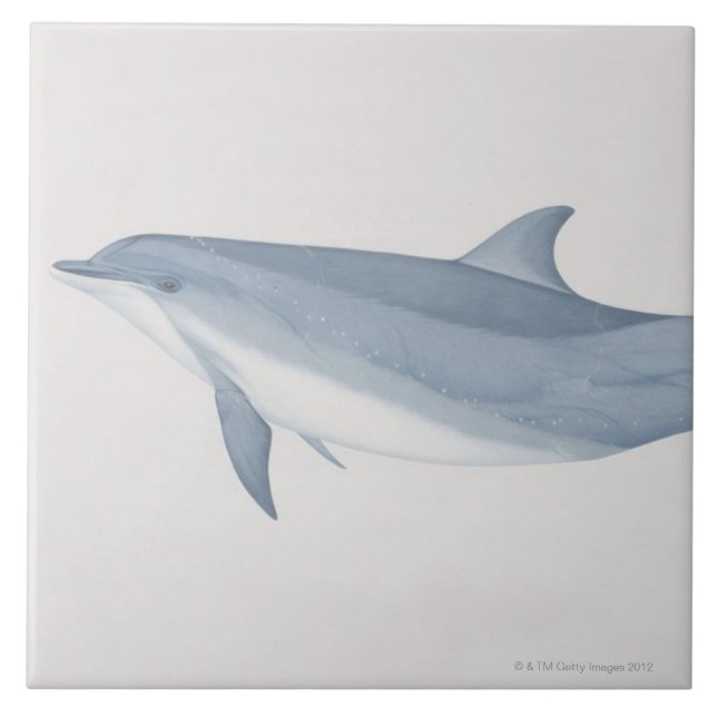 Bottlenose-Delphin Fliese (Vorderseite)
