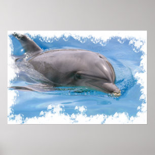Bottlenose-Delphin Poster