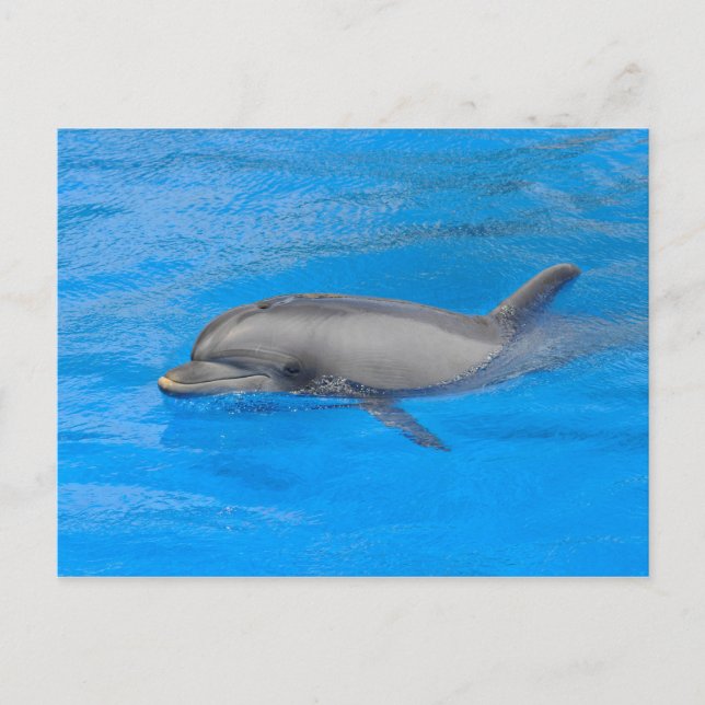 Bottlenose-Delphin Postkarte (Vorderseite)