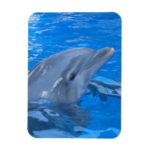 Bottlenose-Delphin-Prämien-Magnet Magnet
