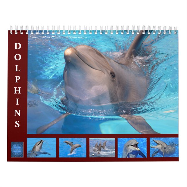 Bottlenose Delphine: 12 Monate Kalender (Titelbild)
