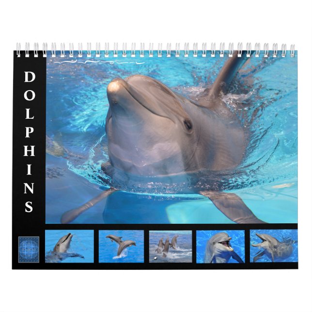 Bottlenose Delphine: 12 Monate Kalender (Titelbild)
