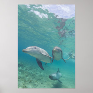 Bottlenose-DelphineTursiops truncatus) 6 Poster