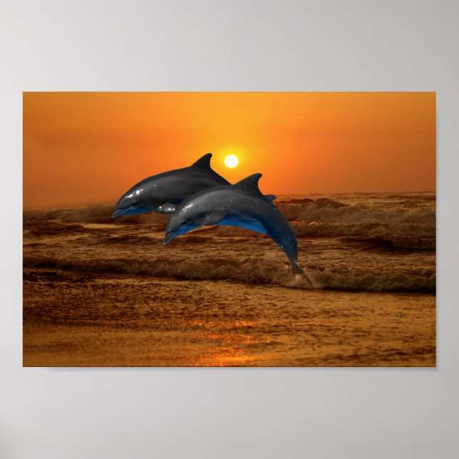 Bottlenose Dolphin bei Sonnenuntergang Poster (Vorne)