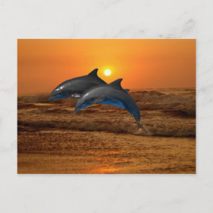 Bottlenose Dolphin bei Sonnenuntergang Postkarte